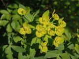 Euphorbia villosa. Верхушка побега с соцветиями. Украина, Николаевская обл., окр. села Трикраты, Арбузинский каньон, под деревьями. 30.05.2021.