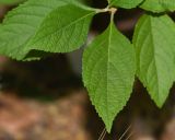 Callicarpa americana
