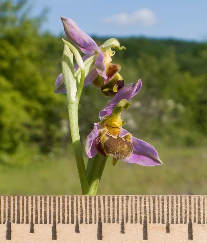 Изображение особи Ophrys apifera.