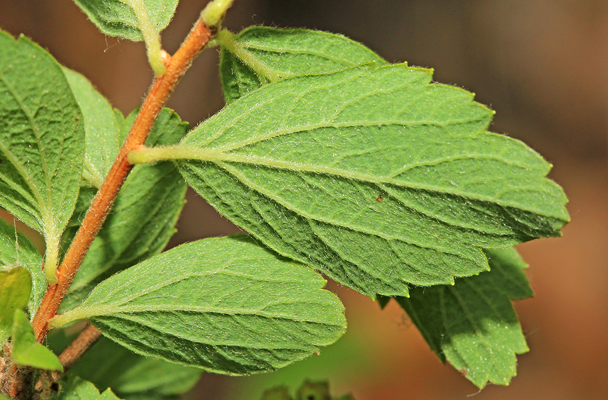 Изображение особи Spiraea turczaninowii.