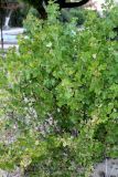 Ribes aureum. Вегетирующее и плодоносящее растение. Казахстан, г. Актау, в городском озеленении. 21 июня 2021 г.