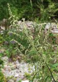 genus Artemisia. Верхушка цветущего растения. Приморский край, Лазовский р-н, Лазовский заповедник, 2 км Ю кордона Америка. 17.08.2009.