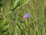 Scutellaria galericulata