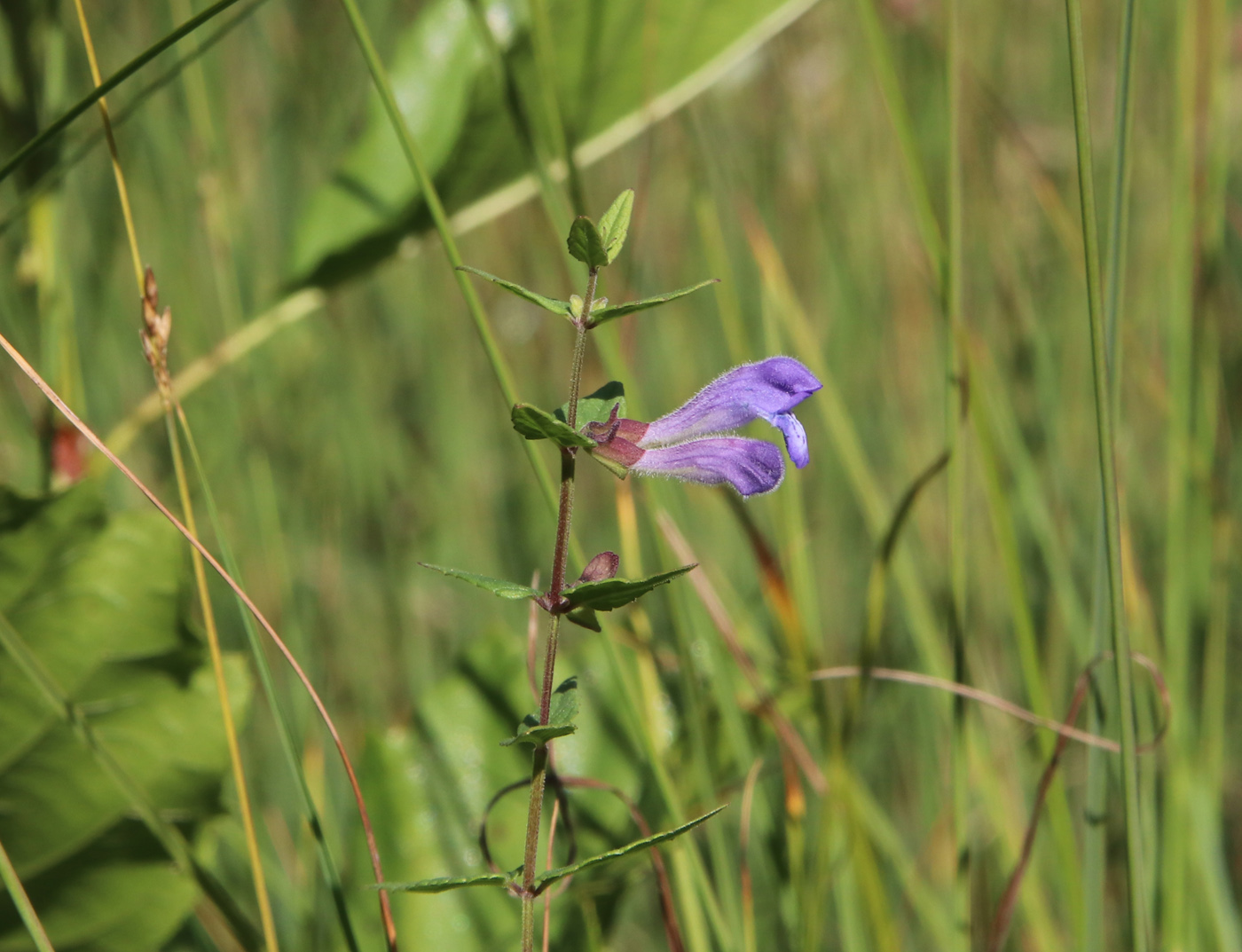 Изображение особи Scutellaria galericulata.