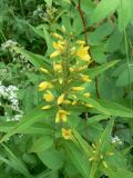 Lysimachia davurica