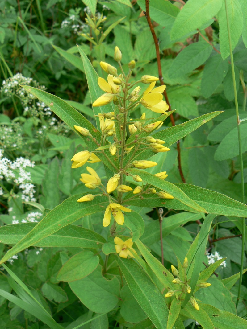 Image of Lysimachia davurica specimen.