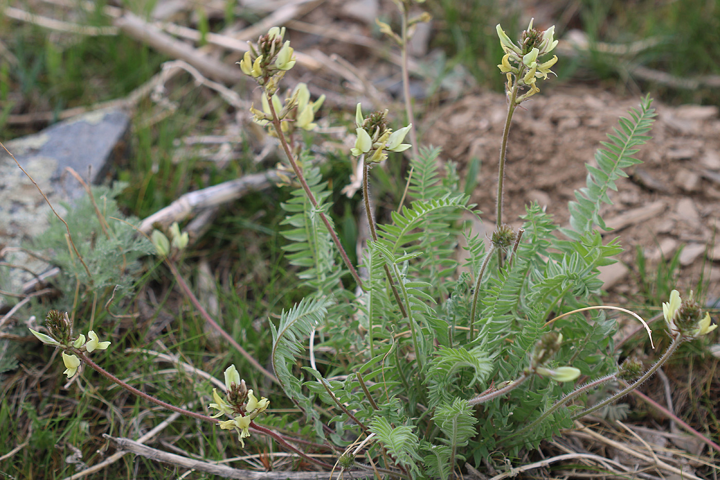 Image of Oxytropis macrocarpa specimen.