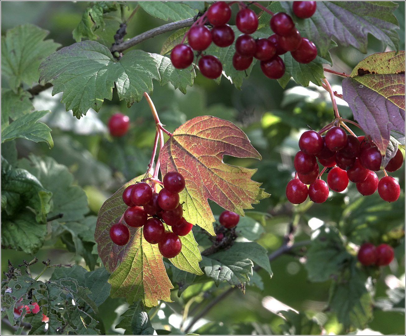 Image of Viburnum opulus specimen.