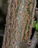 Image of taxon representative. Author is Татьяна Мальчинская