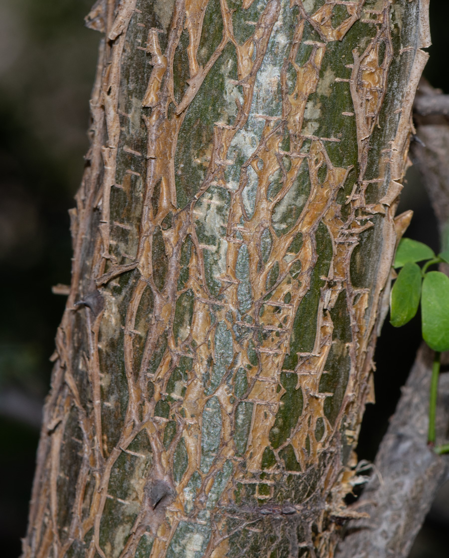 Image of Senegalia laeta specimen.