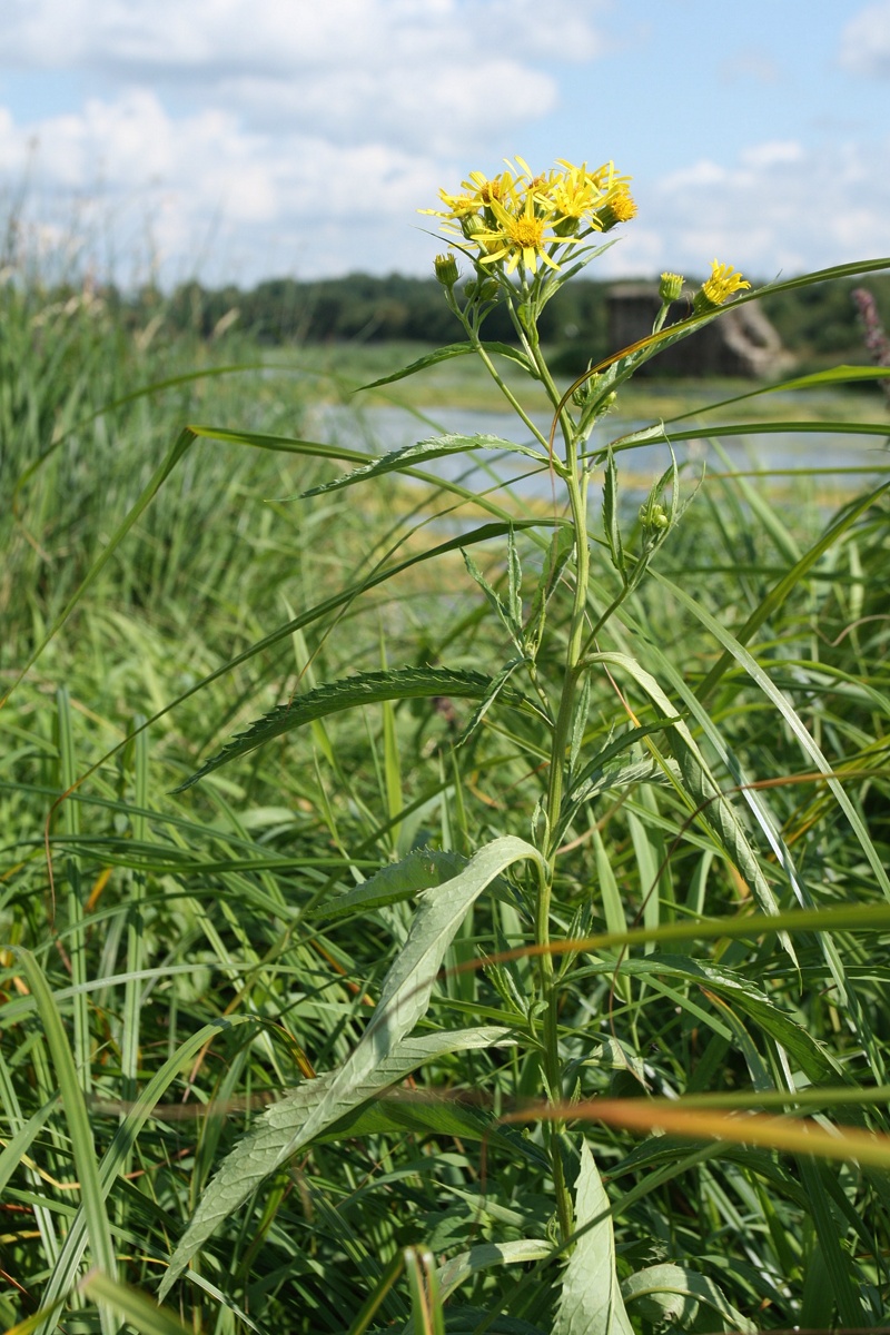 Изображение особи Senecio paludosus.