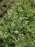 Silene wolgensis