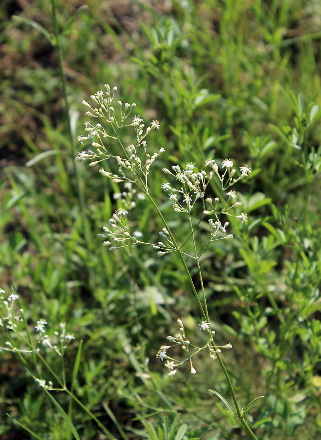 Image of Silene wolgensis specimen.