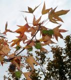 Liquidambar styraciflua