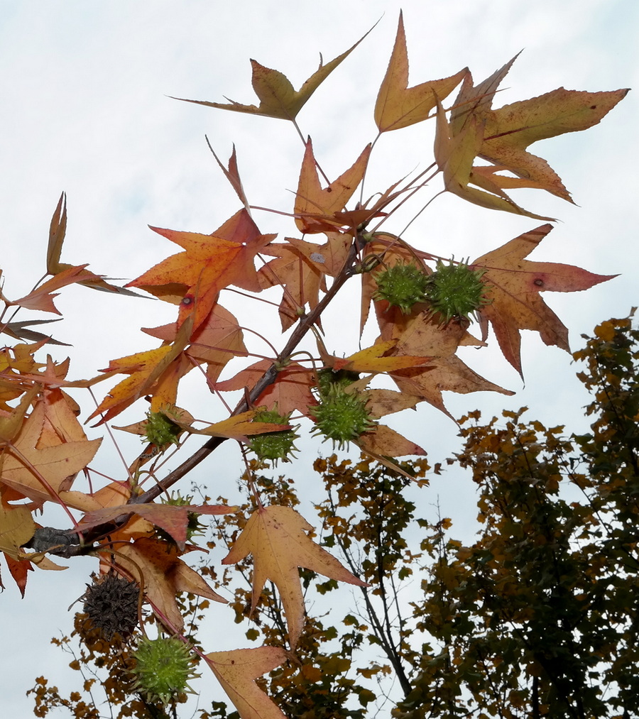 Image of Liquidambar styraciflua specimen.