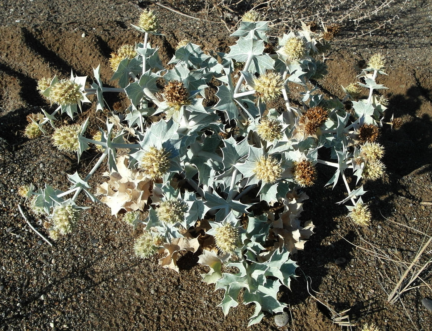 Изображение особи Eryngium maritimum.