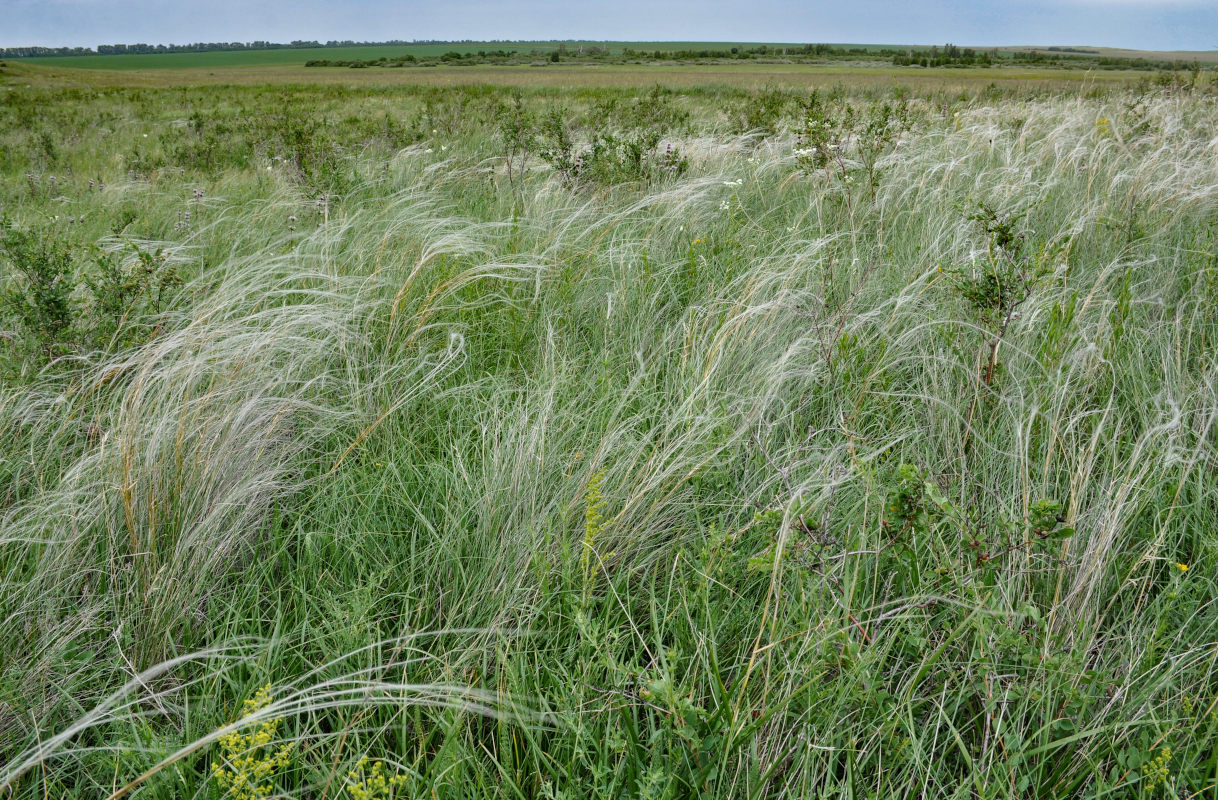 Изображение особи род Stipa.