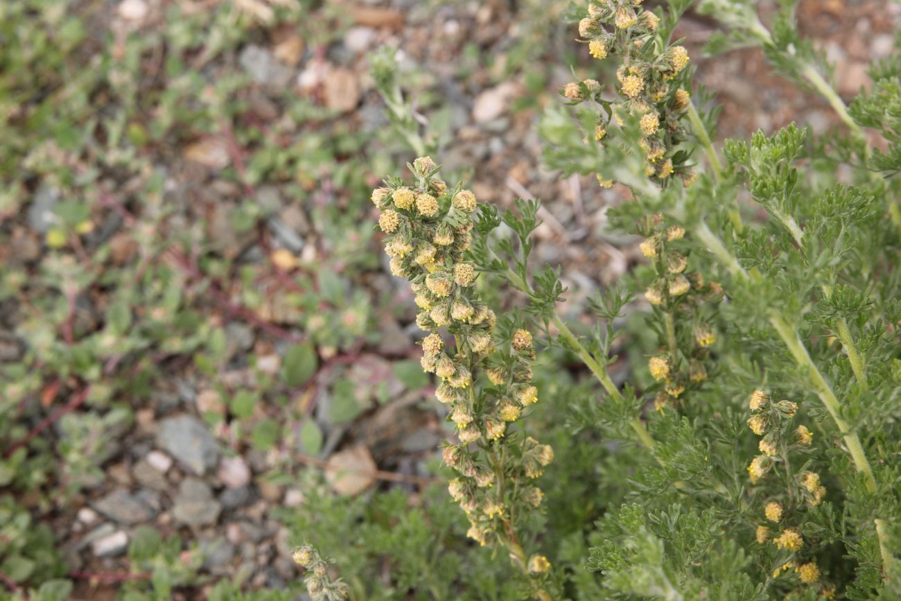 Image of genus Artemisia specimen.