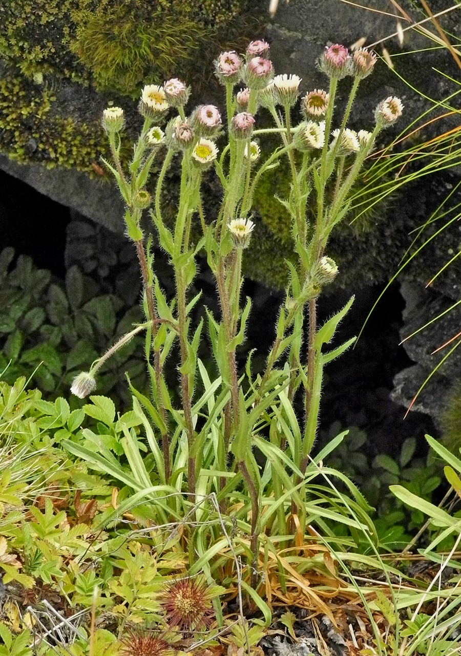 Изображение особи Erigeron imbricatus.