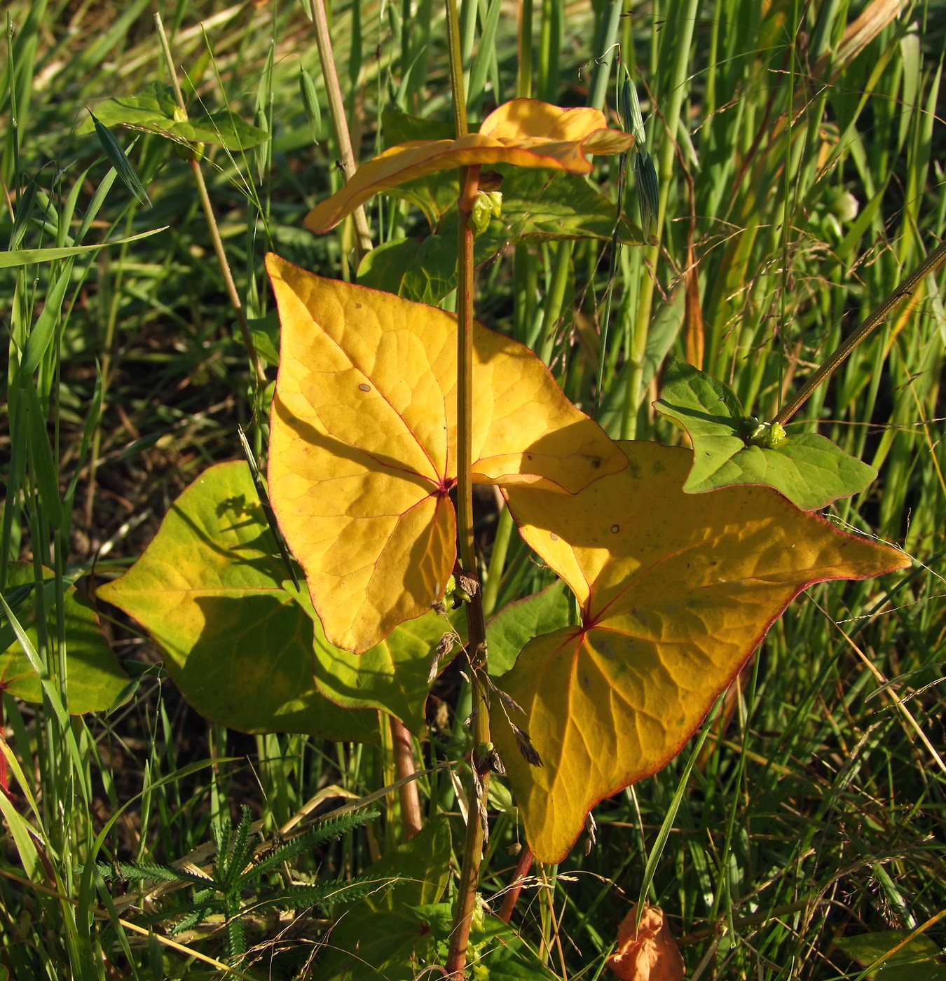 Image of Fagopyrum tataricum specimen.