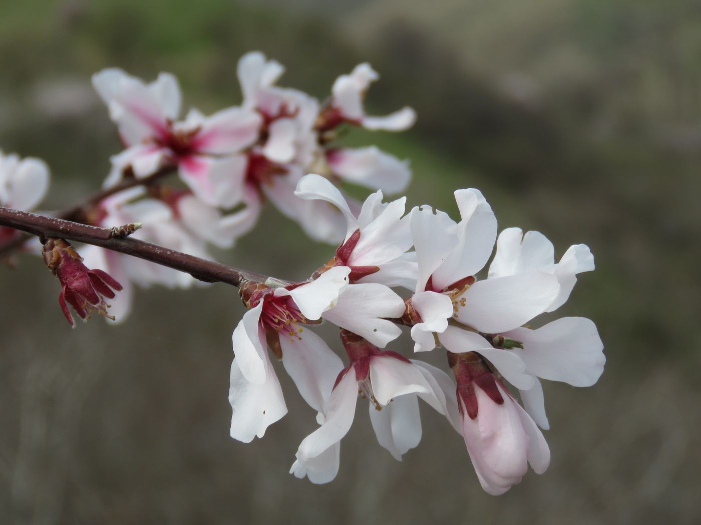 Изображение особи Amygdalus bucharica.