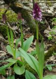 Orchis purpurea ssp. caucasica