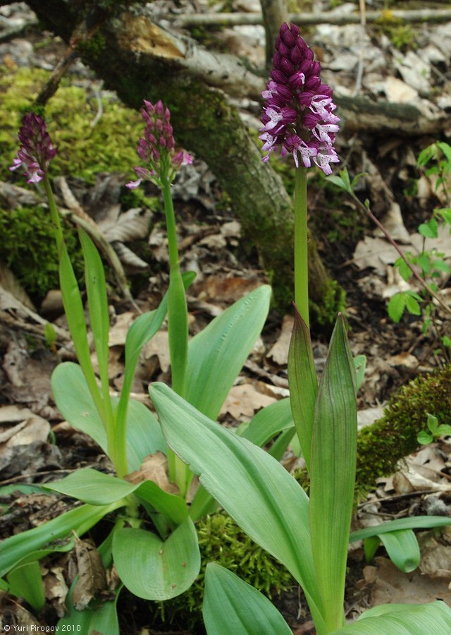 Image of Orchis purpurea ssp. caucasica specimen.