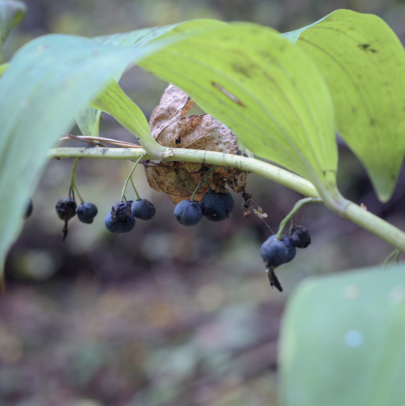 Image of Polygonatum multiflorum specimen.