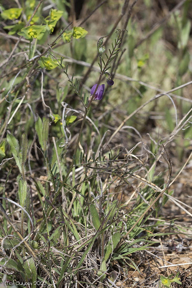 Изображение особи Vicia peregrina.