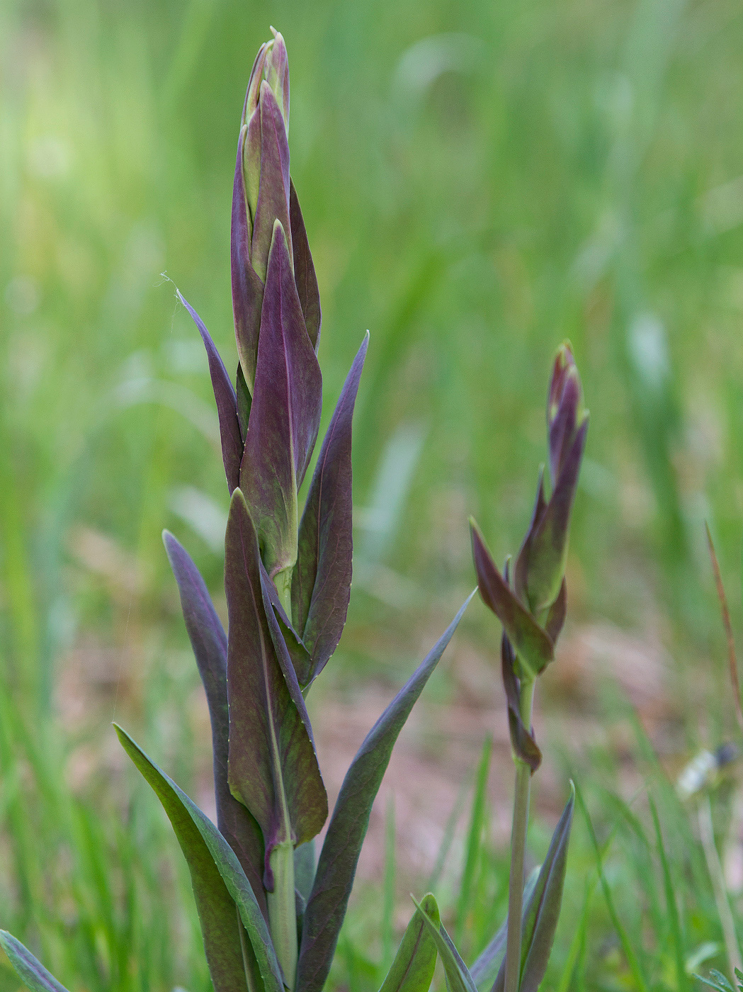 Image of Turritis glabra specimen.