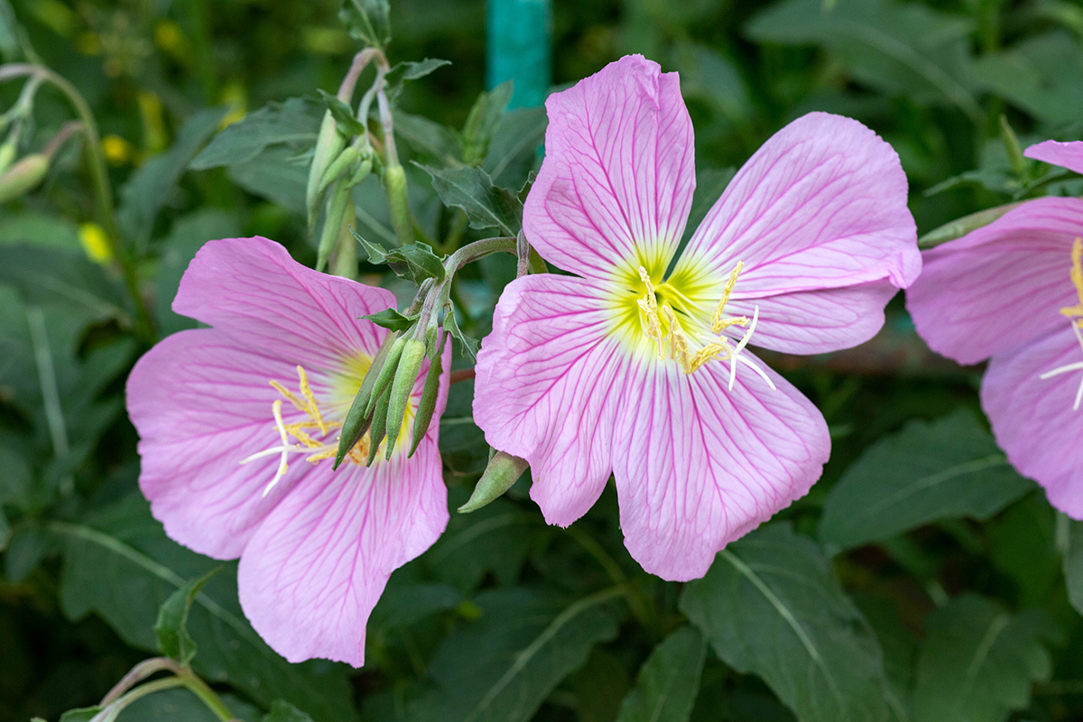 Image of Oenothera speciosa specimen.