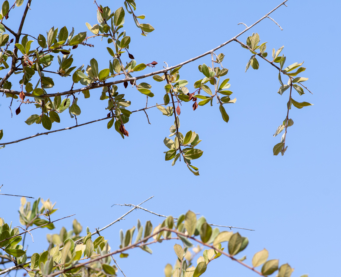 Image of Combretum molle specimen.