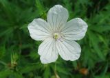 Geranium affine