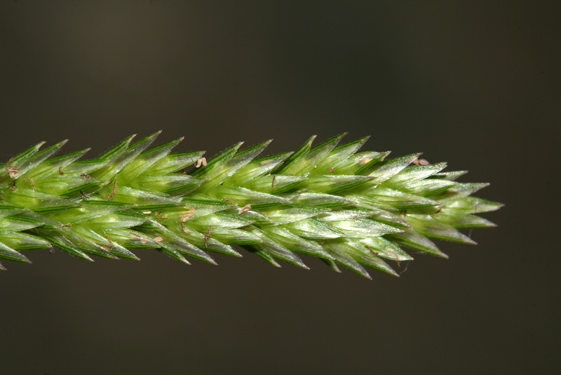 Image of Eleusine indica specimen.