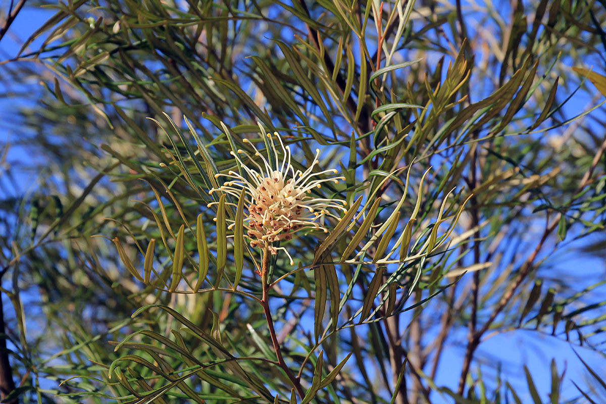 Изображение особи род Grevillea.