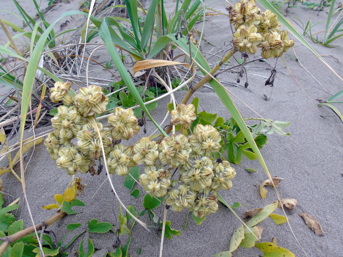 Image of Glehnia litoralis specimen.