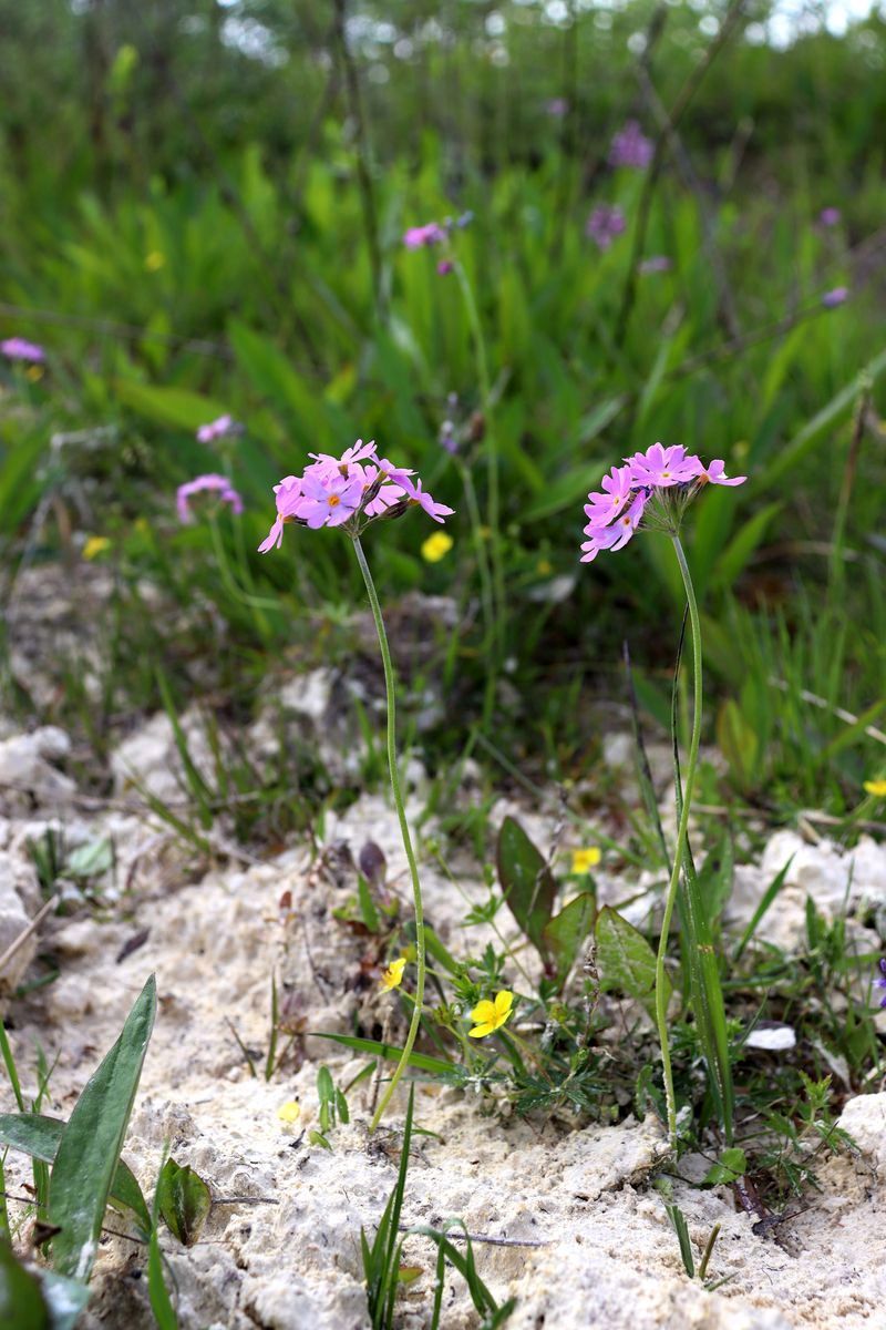 Image of Primula farinosa specimen.