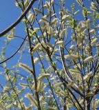 genus Salix