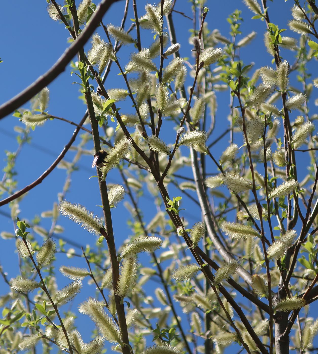 Image of genus Salix specimen.
