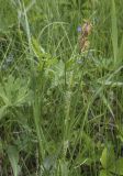Carex hirta