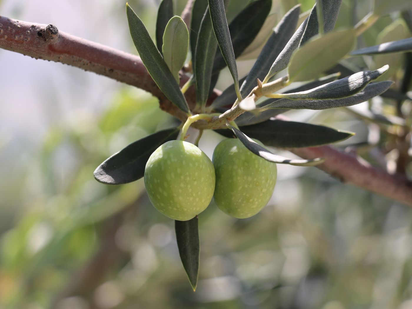 Image of Olea europaea specimen.