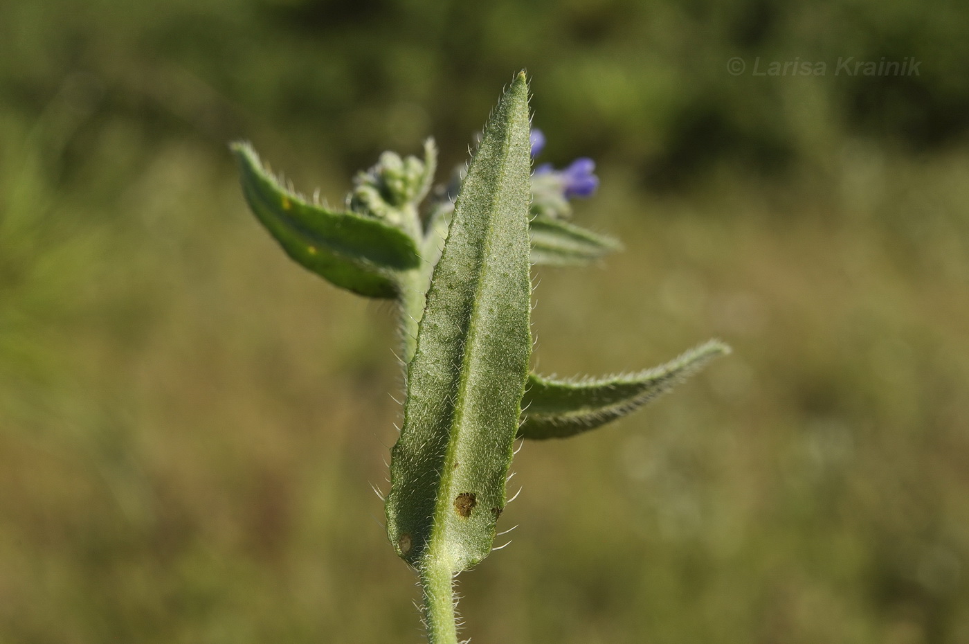 Изображение особи Anchusa pusilla.