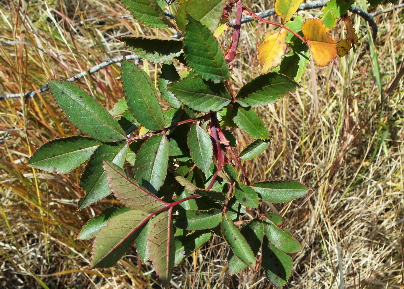 Image of genus Rosa specimen.