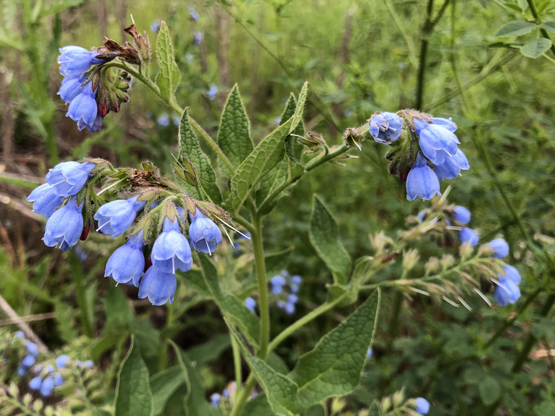 Изображение особи Symphytum caucasicum.