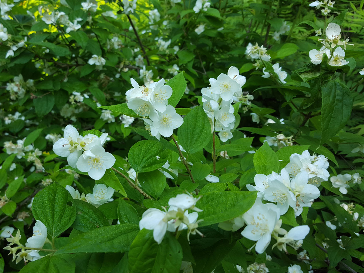 Image of Philadelphus tenuifolius specimen.