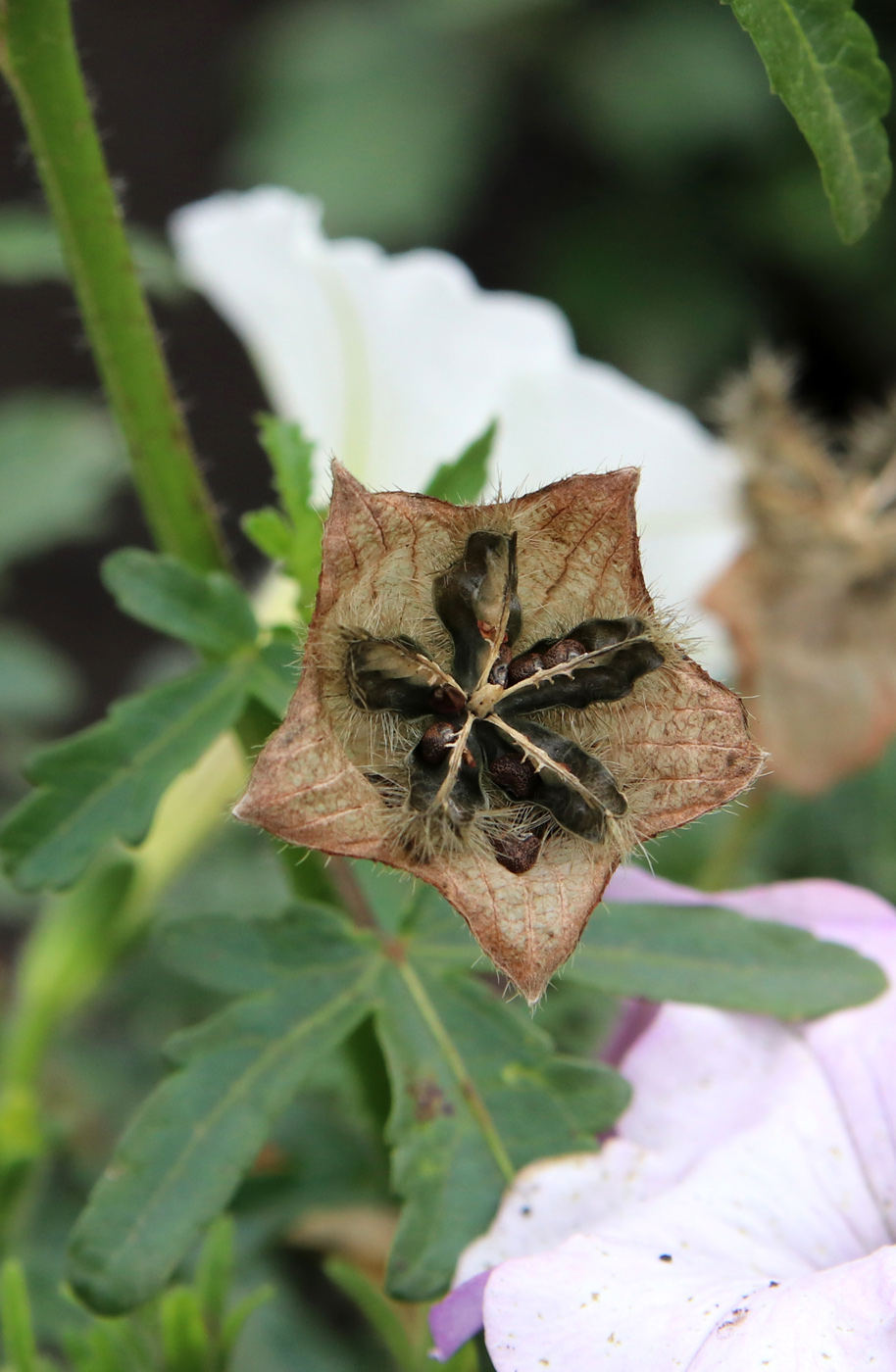 Изображение особи Hibiscus trionum.