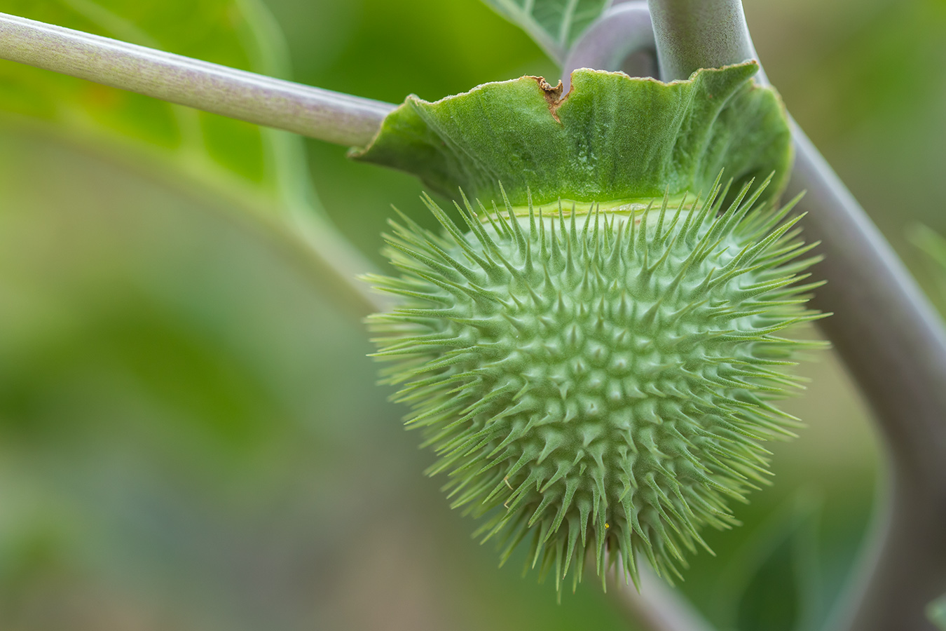 Изображение особи Datura innoxia.