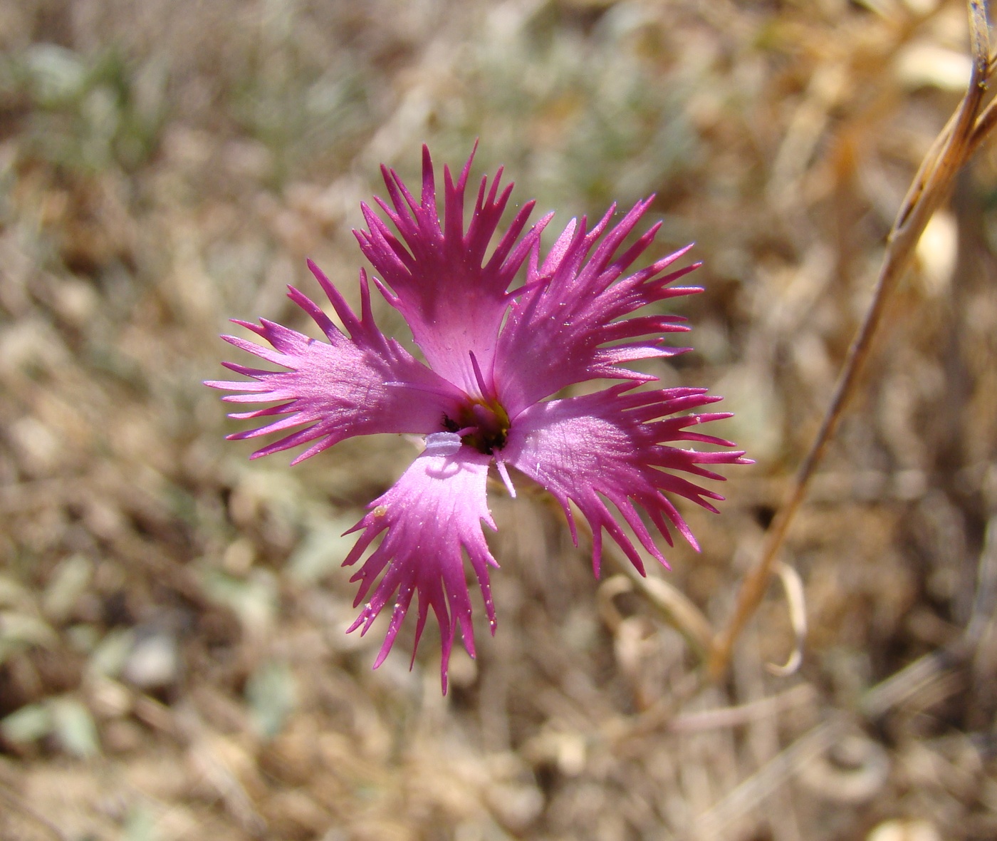 Изображение особи Dianthus ugamicus.