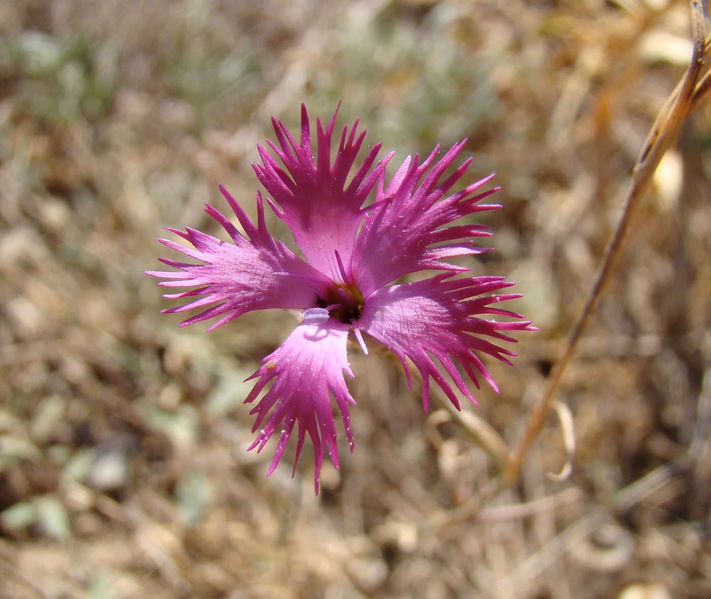 Image of Dianthus ugamicus specimen.