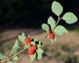 Lonicera altmannii. Верхушка веточки со спелыми плодами. Узбекистан, Ташкентская обл., хр. Каржантау, склон р. Аюбсай, глинистый склон. 05.06.2022.